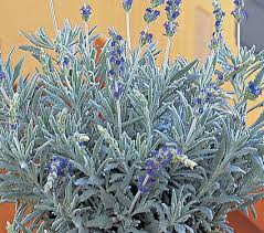 Goodwin Creek Gray Lavender - 5 Gallon