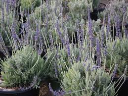 Goodwin Creek Gray Lavender - 5 Gallon