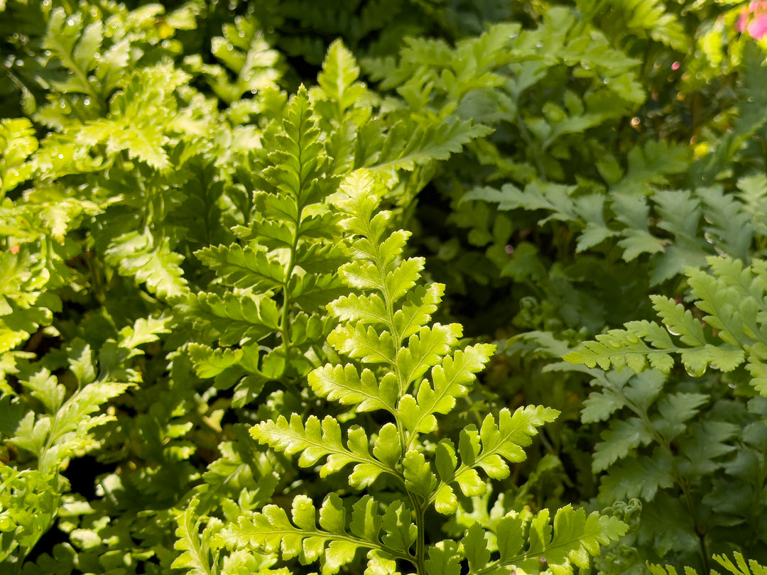 Leatherleaf Fern