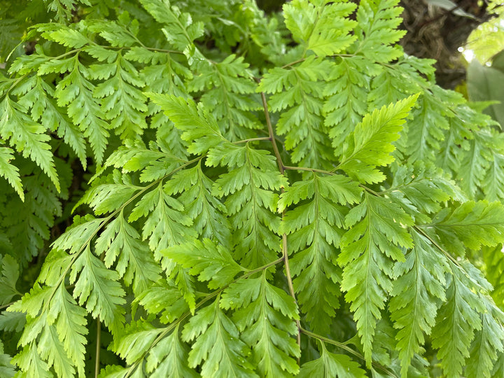 Leatherleaf Fern