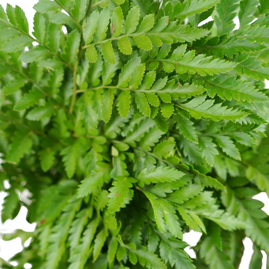 Leatherleaf Fern - 5 Gallon