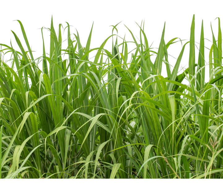 Lemon Grass Plant - 5 Gallon