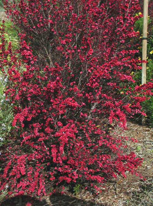 Leptospermum Scoparium 'Ruby Glow' - 5 Gallon