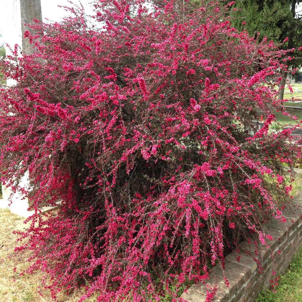 Leptospermum Scoparium 'Ruby Glow' - 5 Gallon