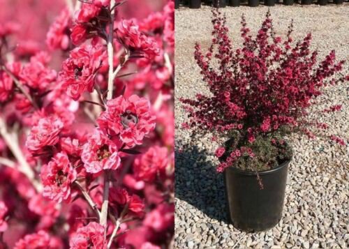 Leptospermum Scoparium 'Ruby Glow' - 5 Gallon