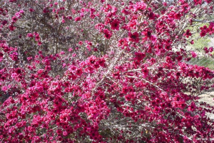 Leptospermum Scoparium 'Ruby Glow' - 5 Gallon