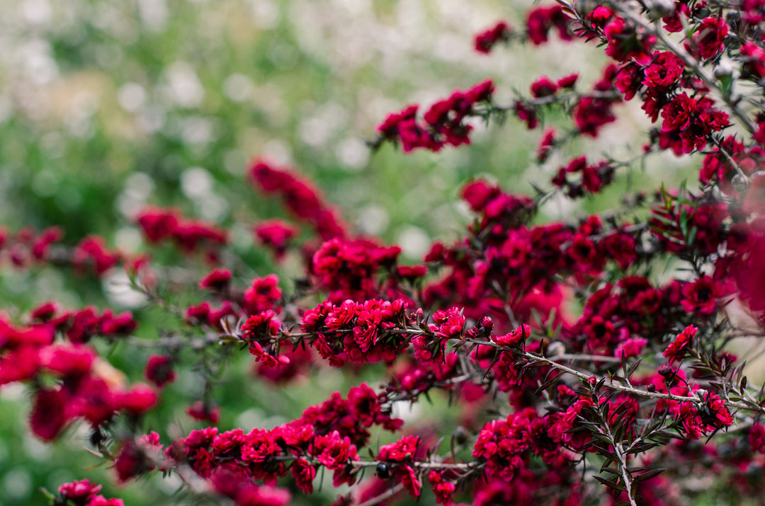 Leptospermum Scoparium 'Ruby Glow'