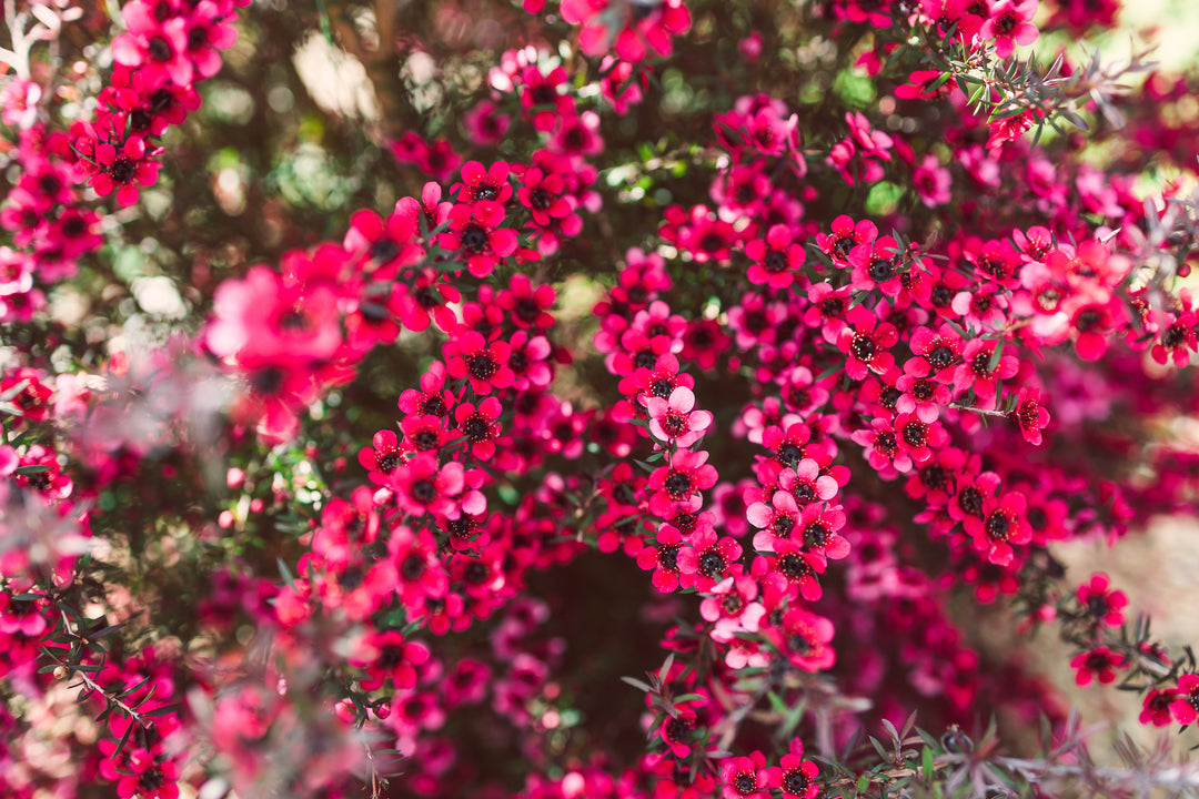 Leptospermum Scoparium 'Ruby Glow'
