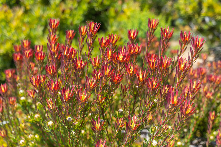 Leucadendron 'Summer Red'