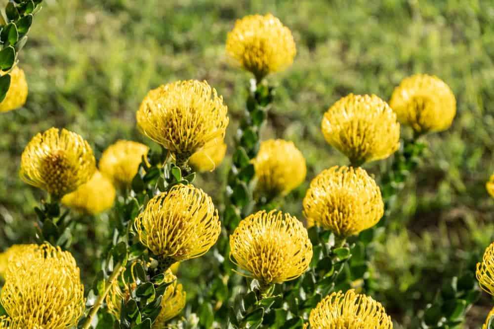 Leucadendron 'High Gold' - 5 Gallon