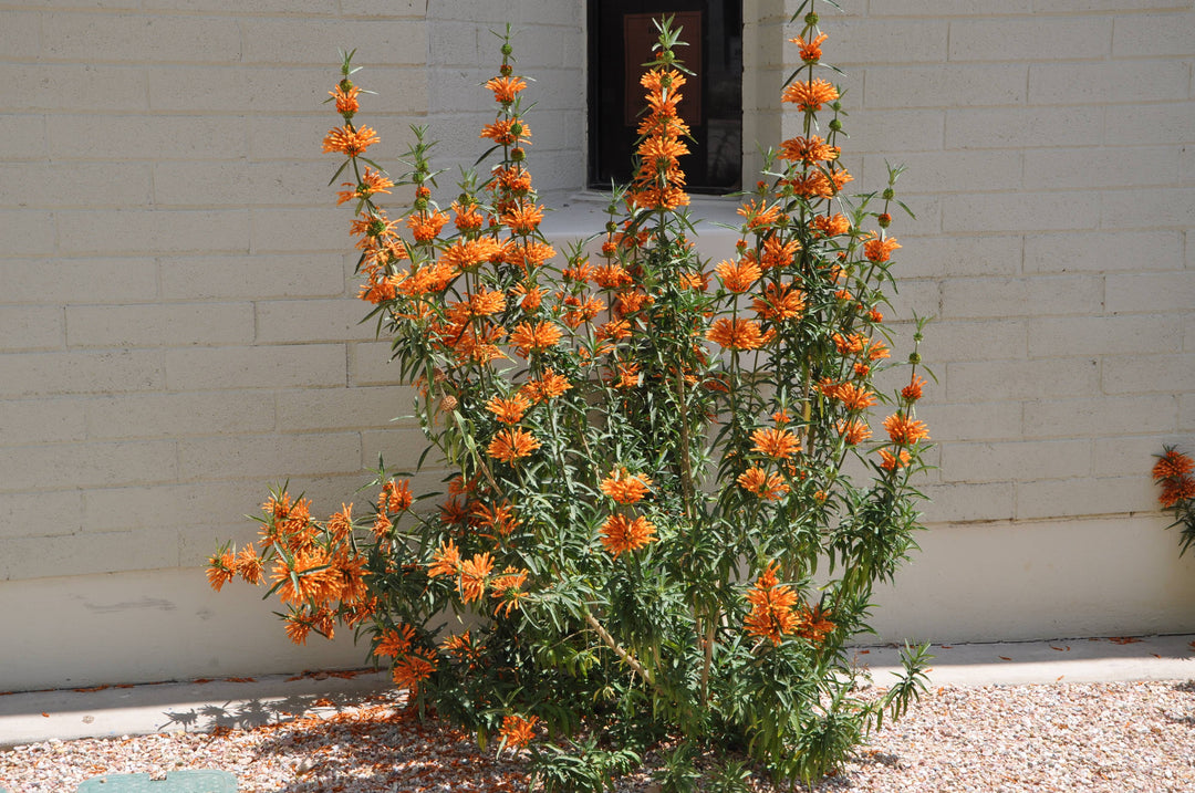 Lion's Tail - 5 Gallon