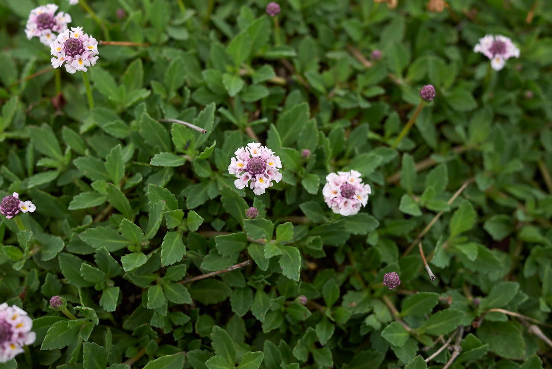Lippia - Flat