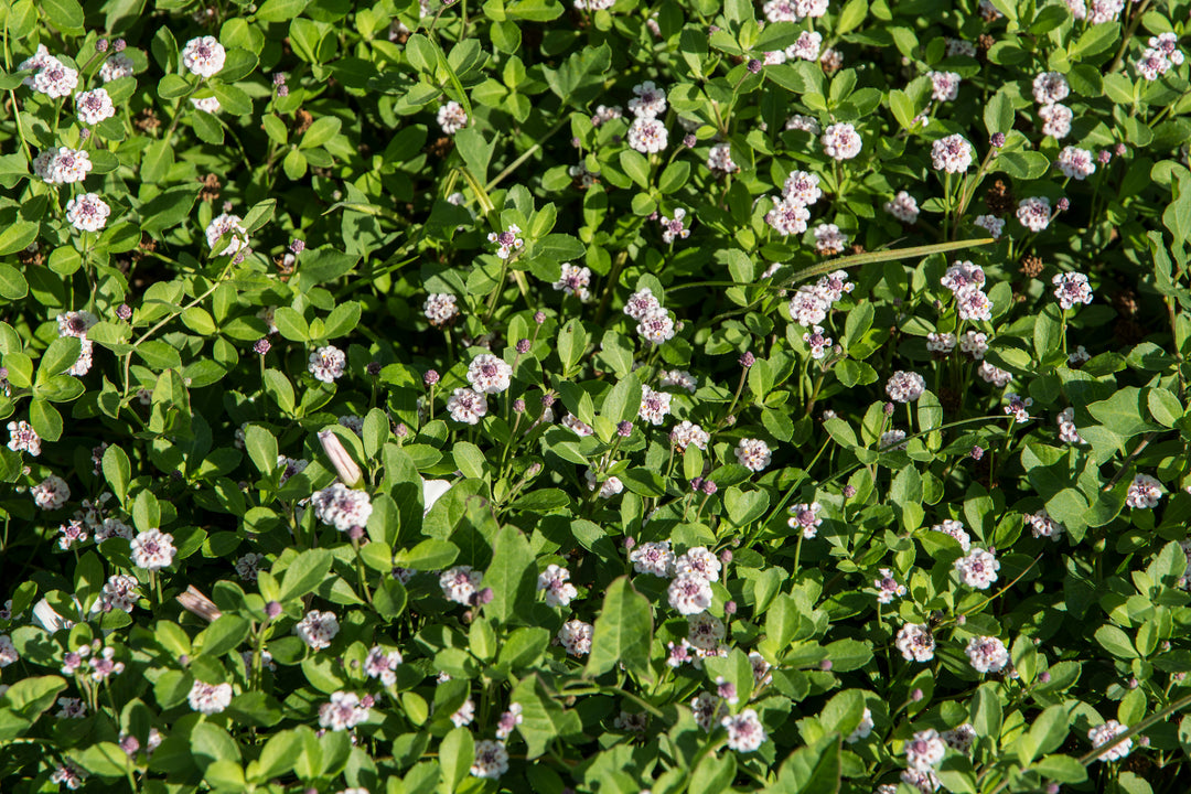 Lippia - Flat