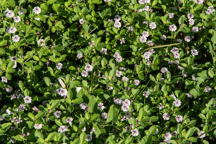 Lippia - Flat