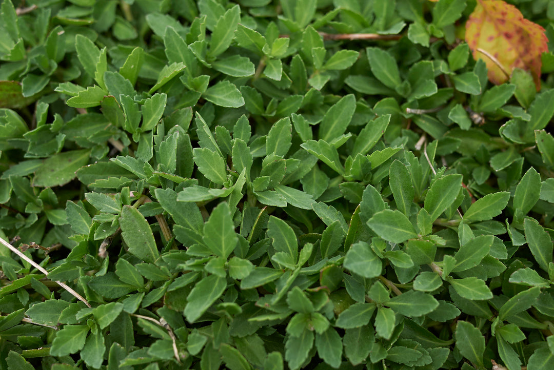 Lippia - Flat