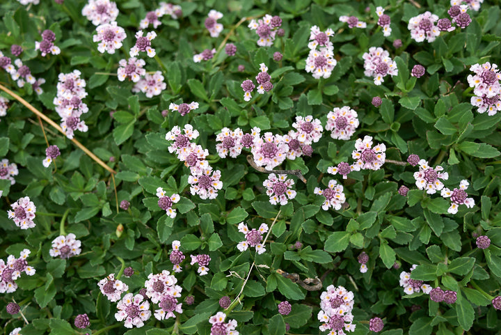 Lippia - Flat