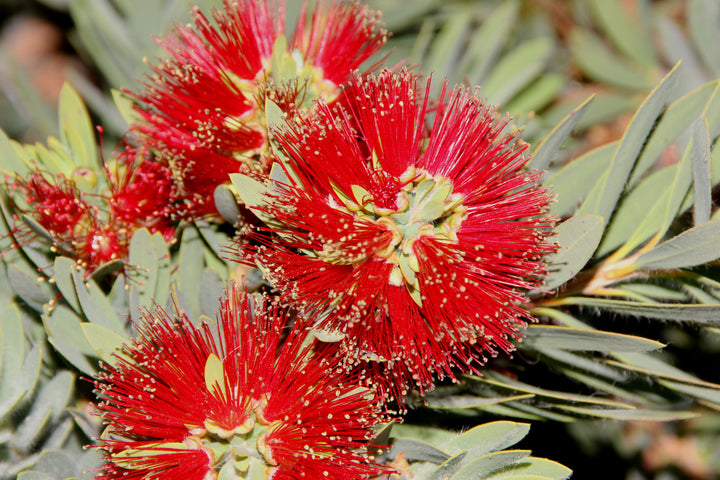 Little John Dwarf Bottlebrush