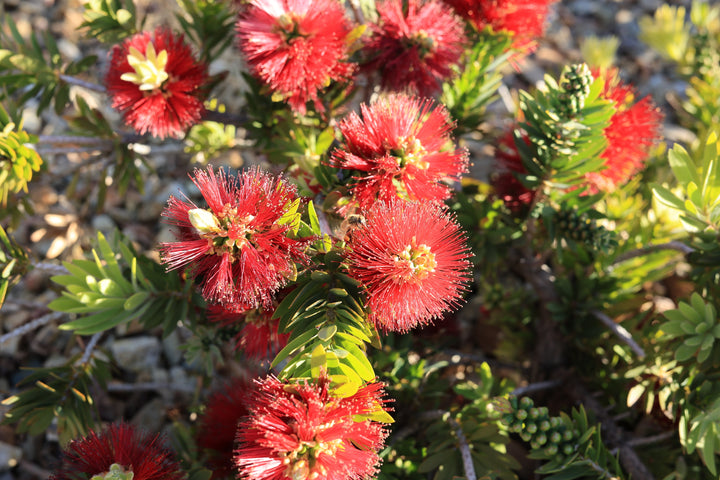 Little John Dwarf Bottlebrush