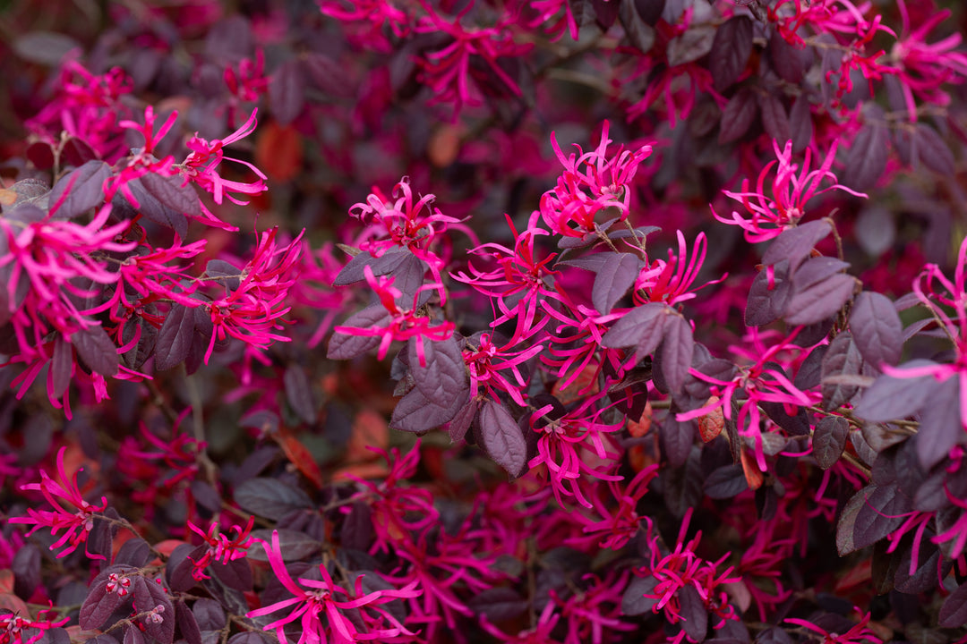 Loropetalum Chinense Fringe Flower 'Plum Delight'