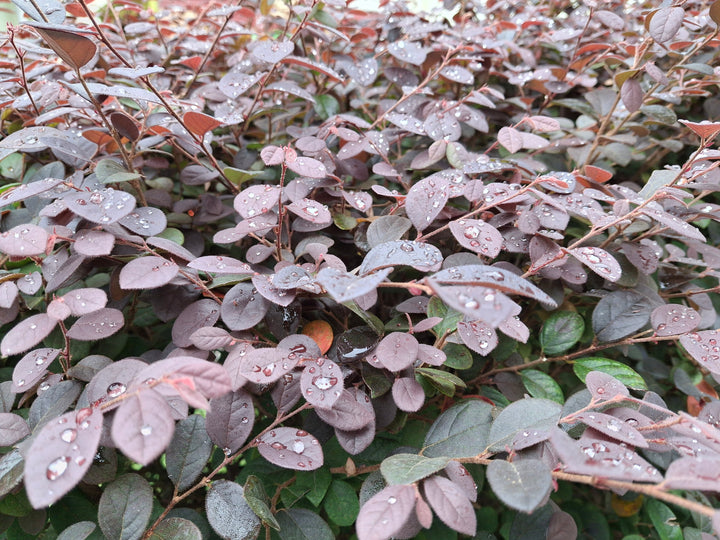 Loropetalum Chinense Fringe Flower 'Plum Delight'