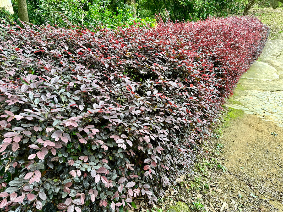 Loropetalum Chinense Fringe Flower 'Plum Delight'