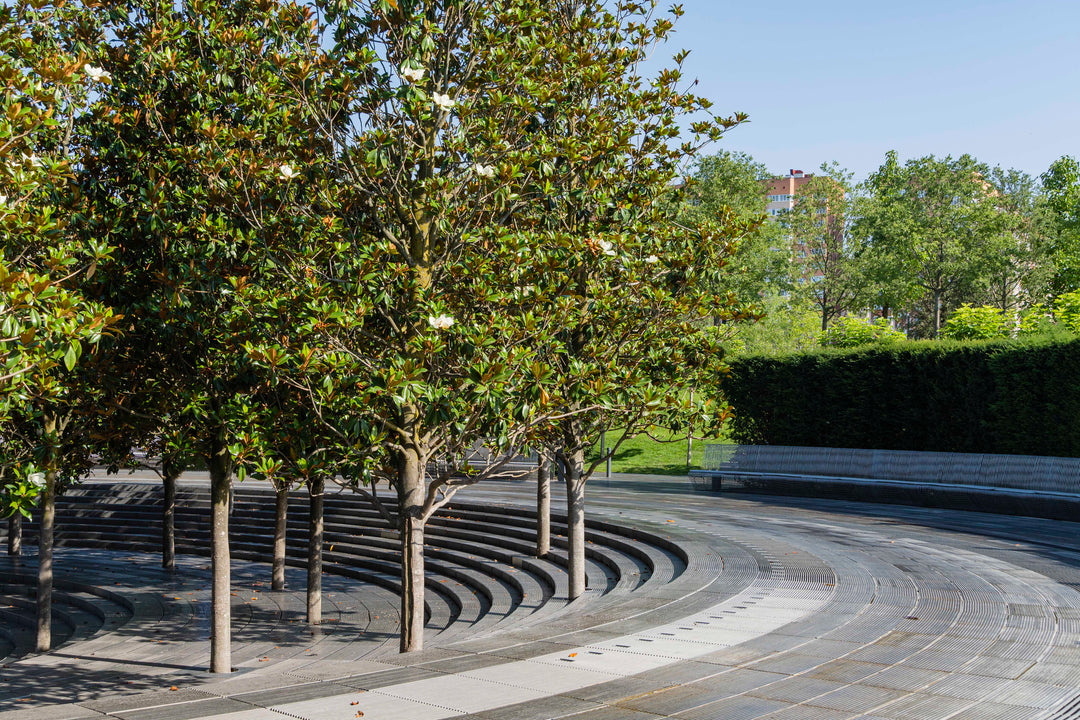 Southern Magnolia Tree