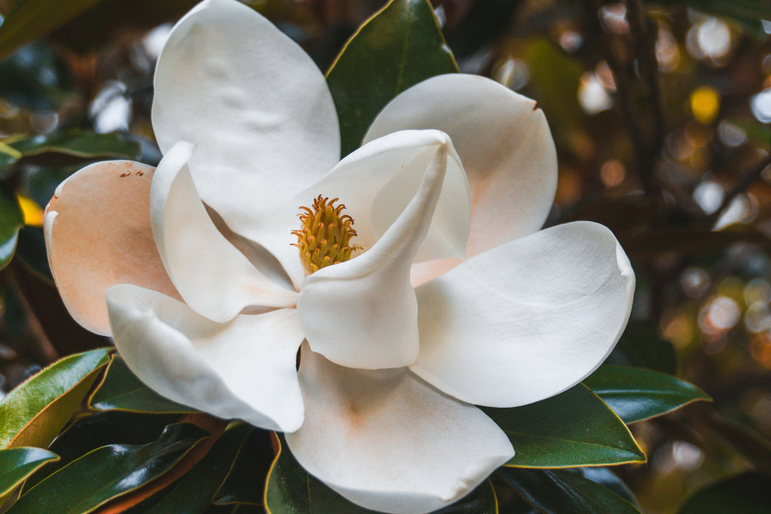 Southern Magnolia Tree