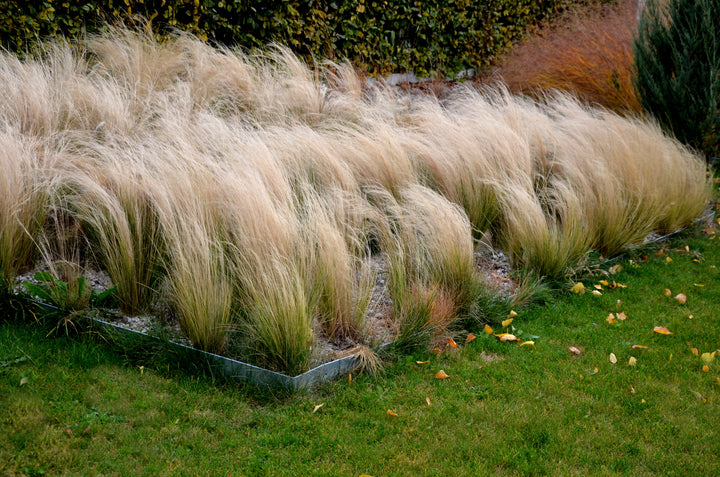 Mexican Feather Grass