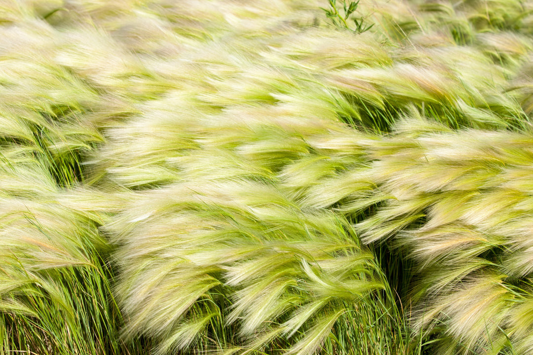 Mexican Feather Grass