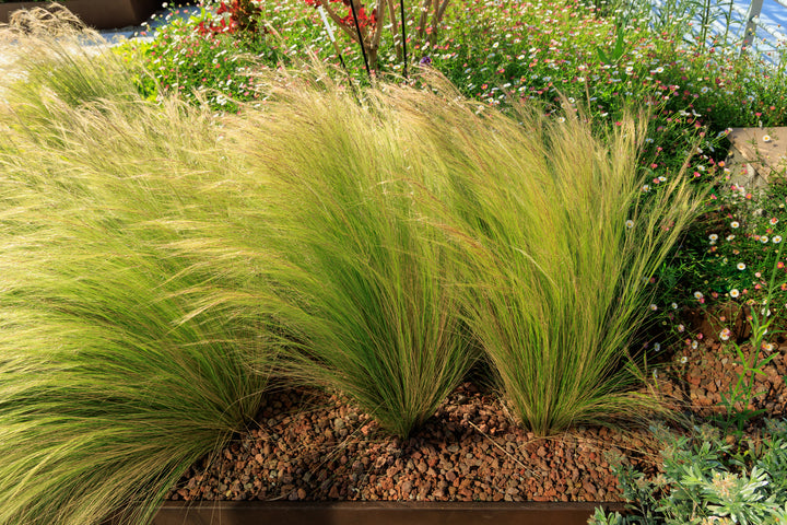 Mexican Feather Grass