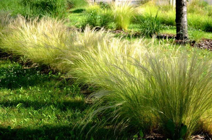 Mexican Feather Grass