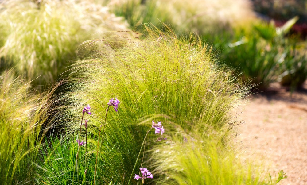 Mexican Feather Grass