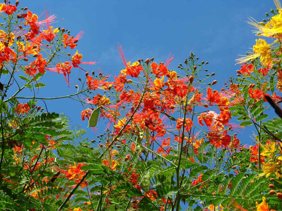 Mexican Bird of Paradise - 5 Gallon