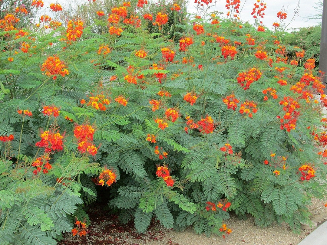 Mexican Bird of Paradise - 5 Gallon
