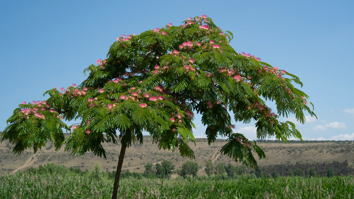 Mimosa Silk Tree