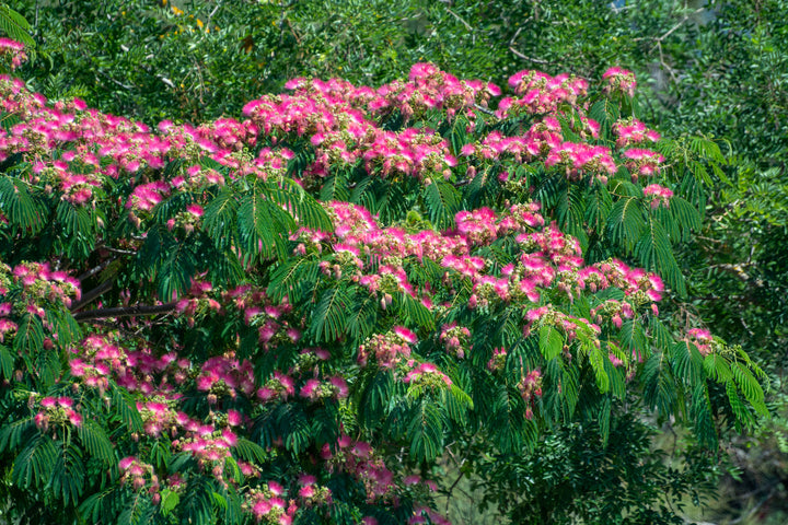 Mimosa Silk Tree