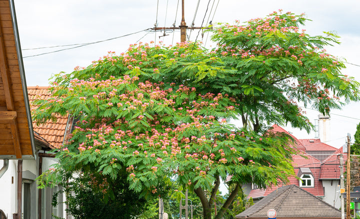 Mimosa Silk Tree