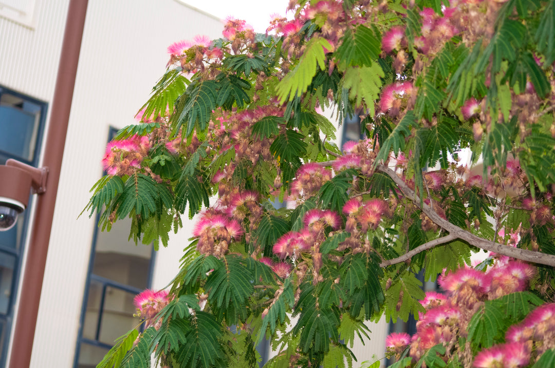 Mimosa Silk Tree
