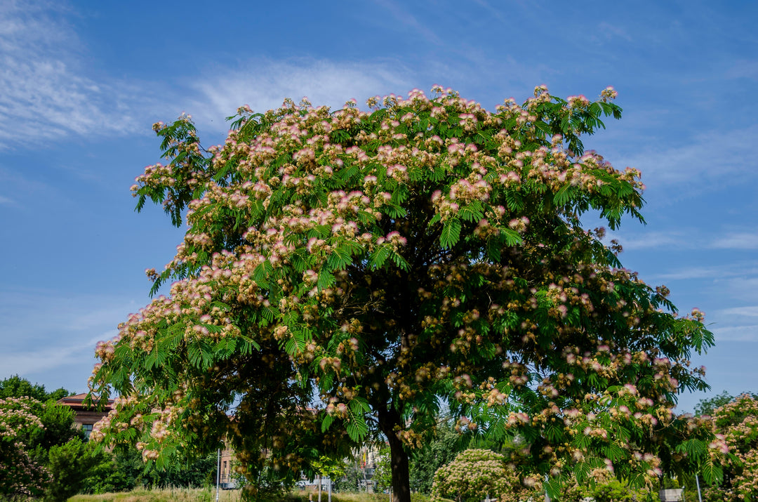 Mimosa Silk Tree