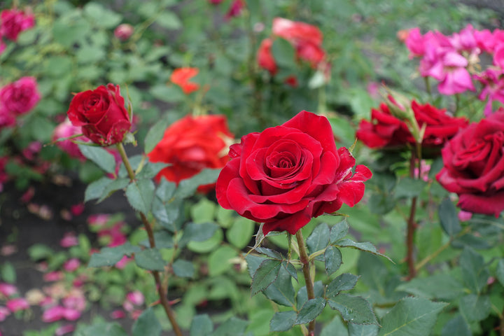 Mister Lincoln Rose Bush - 5 Gallon
