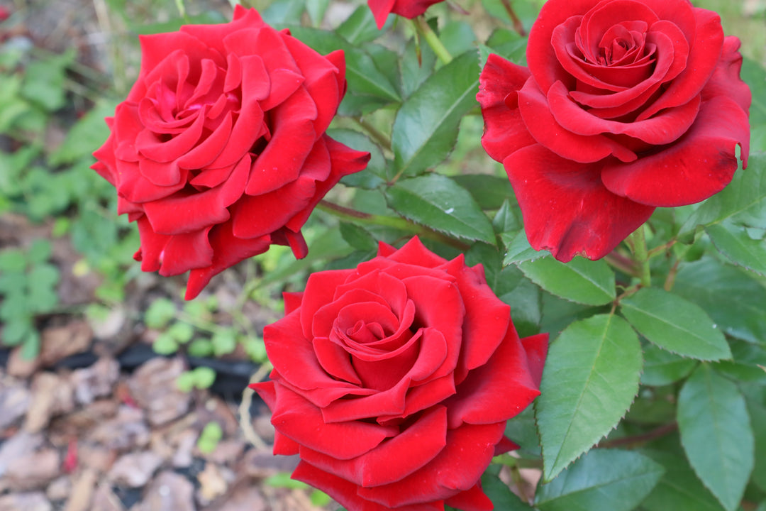 Mister Lincoln Rose Bush - 5 Gallon