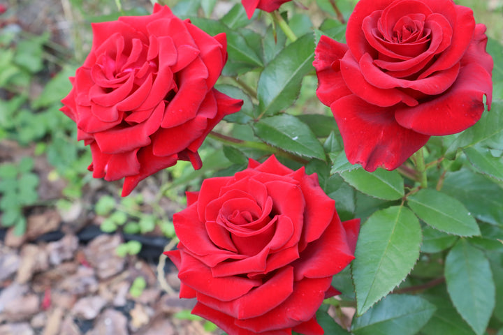 Mister Lincoln Rose Bush - 5 Gallon