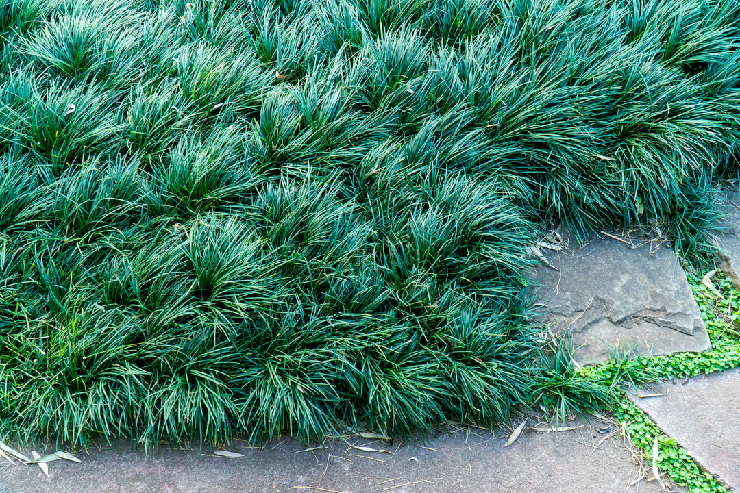 Mondo Grass - Flat