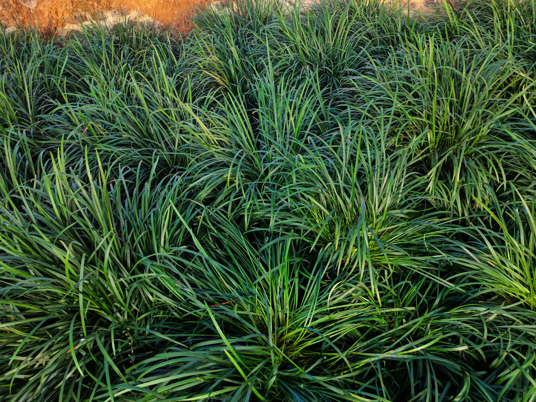 Mondo Grass - Flat