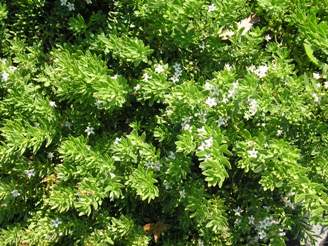 Myoporum Putah Creek - Flat