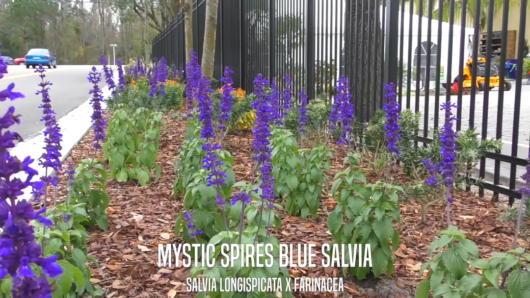 Mystic Spires' Blue Salvia - 5 Gallon