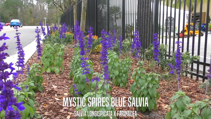 Mystic Spires' Blue Salvia - 5 Gallon