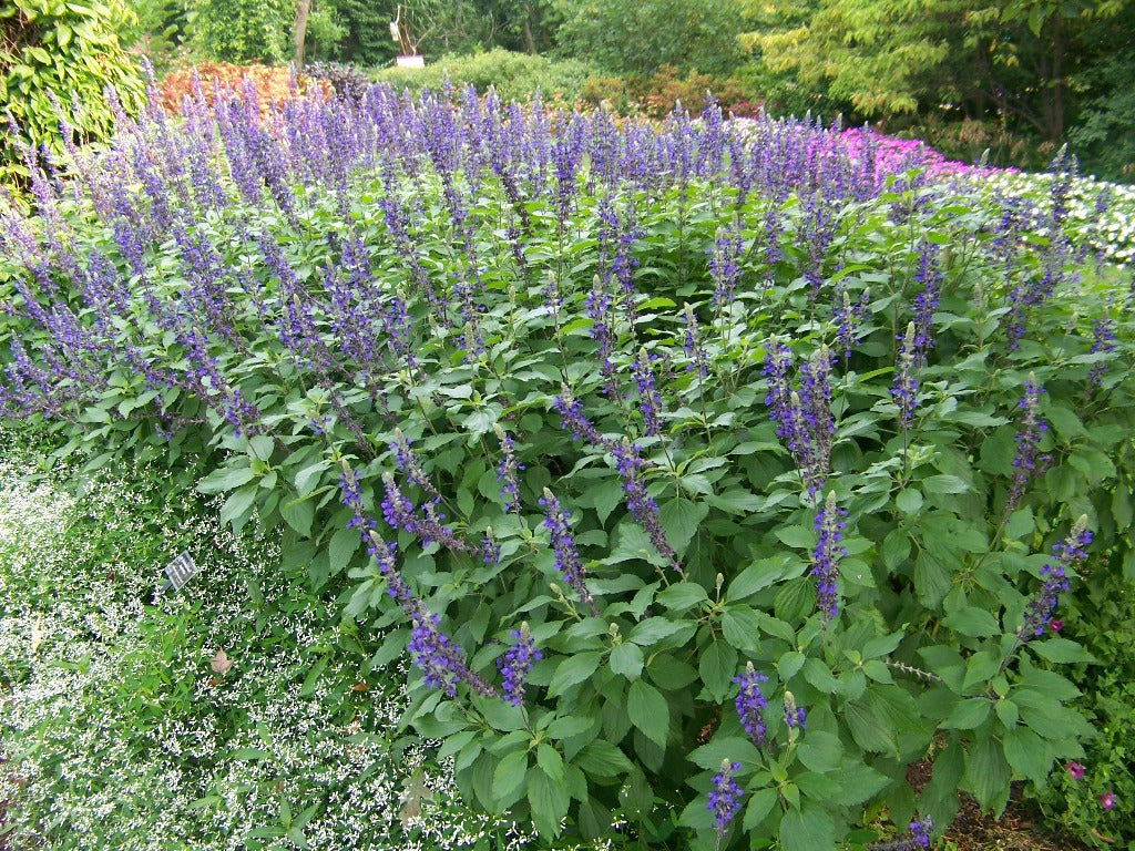 Mystic Spires' Blue Salvia - 5 Gallon