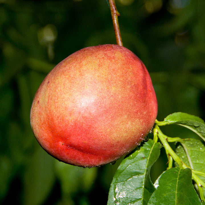 Nectarine Artic Fantasy White Tree - 15 Gallon