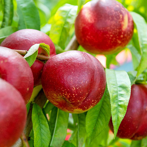 Nectarine Artic Fantasy White Tree - 15 Gallon